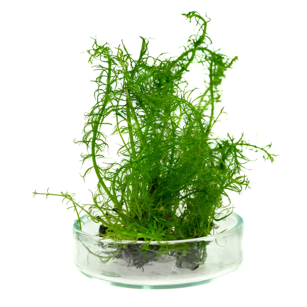 Bacopa myriophylloides okółkowa in vitro